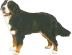 Bernese Mountain Dog