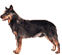 Australian Cattle Dog