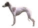 Whippet