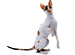 Cornish Rex