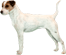 Jack Russell Terrier