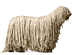 Komondor