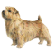 Norfolk Terrier