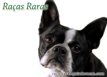 Raças Raras Cachorros