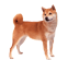 Shiba