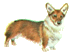 Welsh Corgi Pembroke