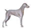 Weimaraner